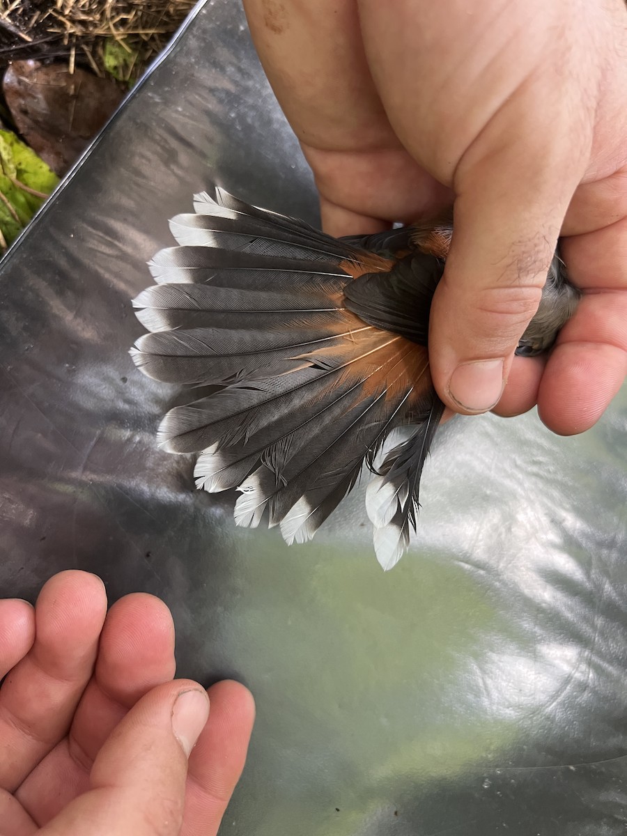 Micronesian Rufous Fantail (Marianas) - ML641902308