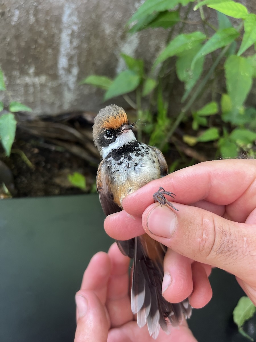 Micronesian Rufous Fantail (Marianas) - ML641902309