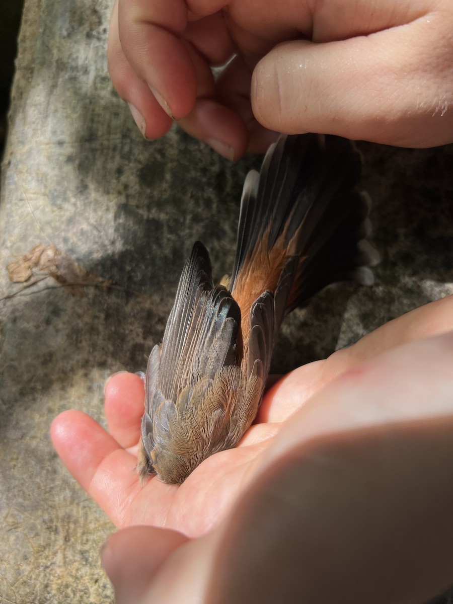 Micronesian Rufous Fantail (Marianas) - ML641902310