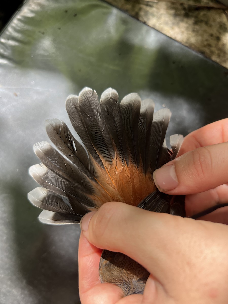 Micronesian Rufous Fantail (Marianas) - ML641902311