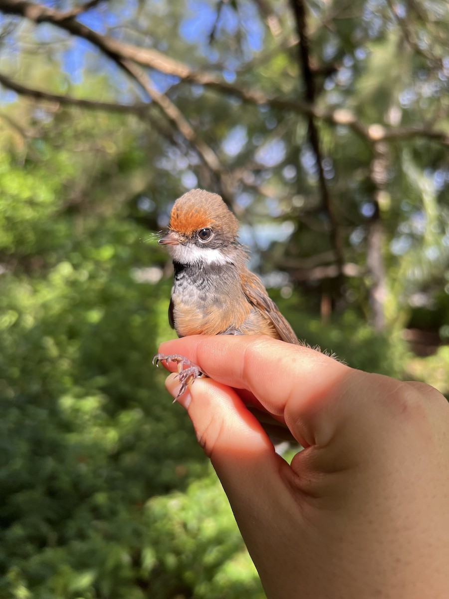 Micronesian Rufous Fantail (Marianas) - ML641902312