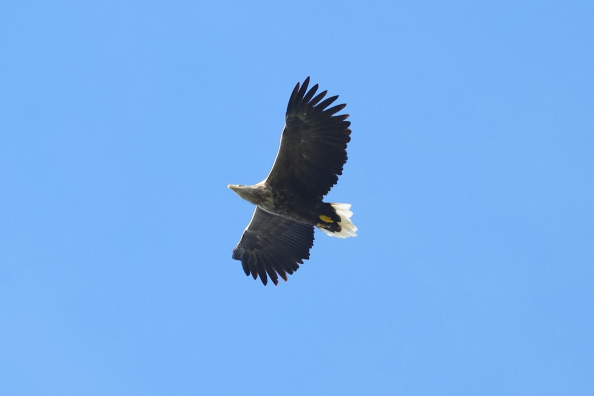 White-tailed Eagle - ML641902313