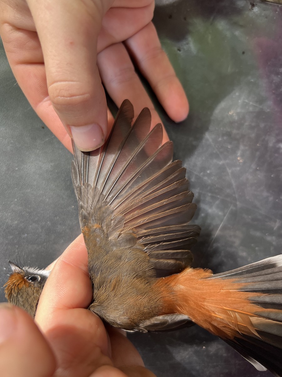 Micronesian Rufous Fantail (Marianas) - ML641902315