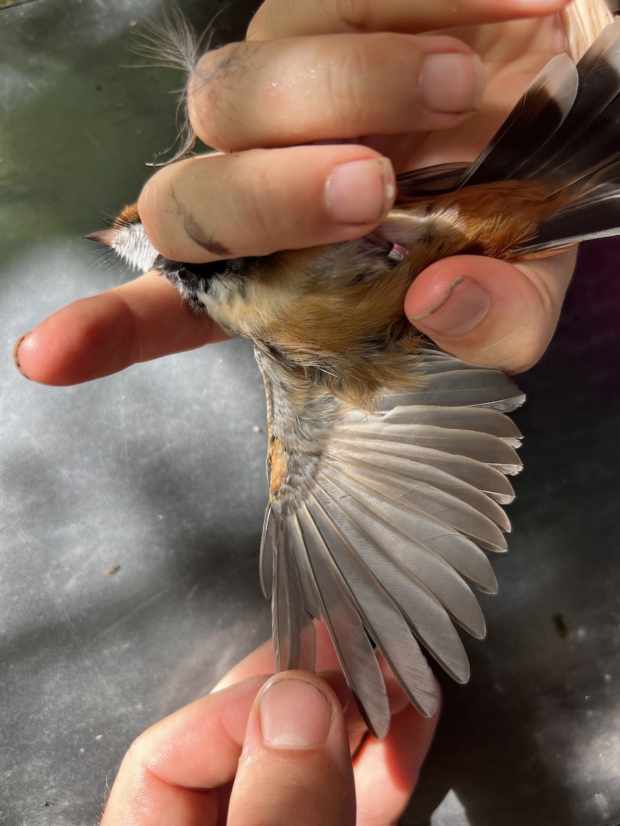 Micronesian Rufous Fantail (Marianas) - ML641902316