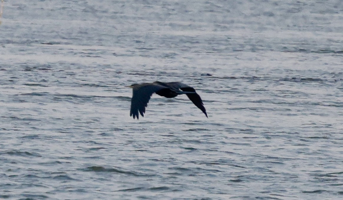 African Darter - ML641902321