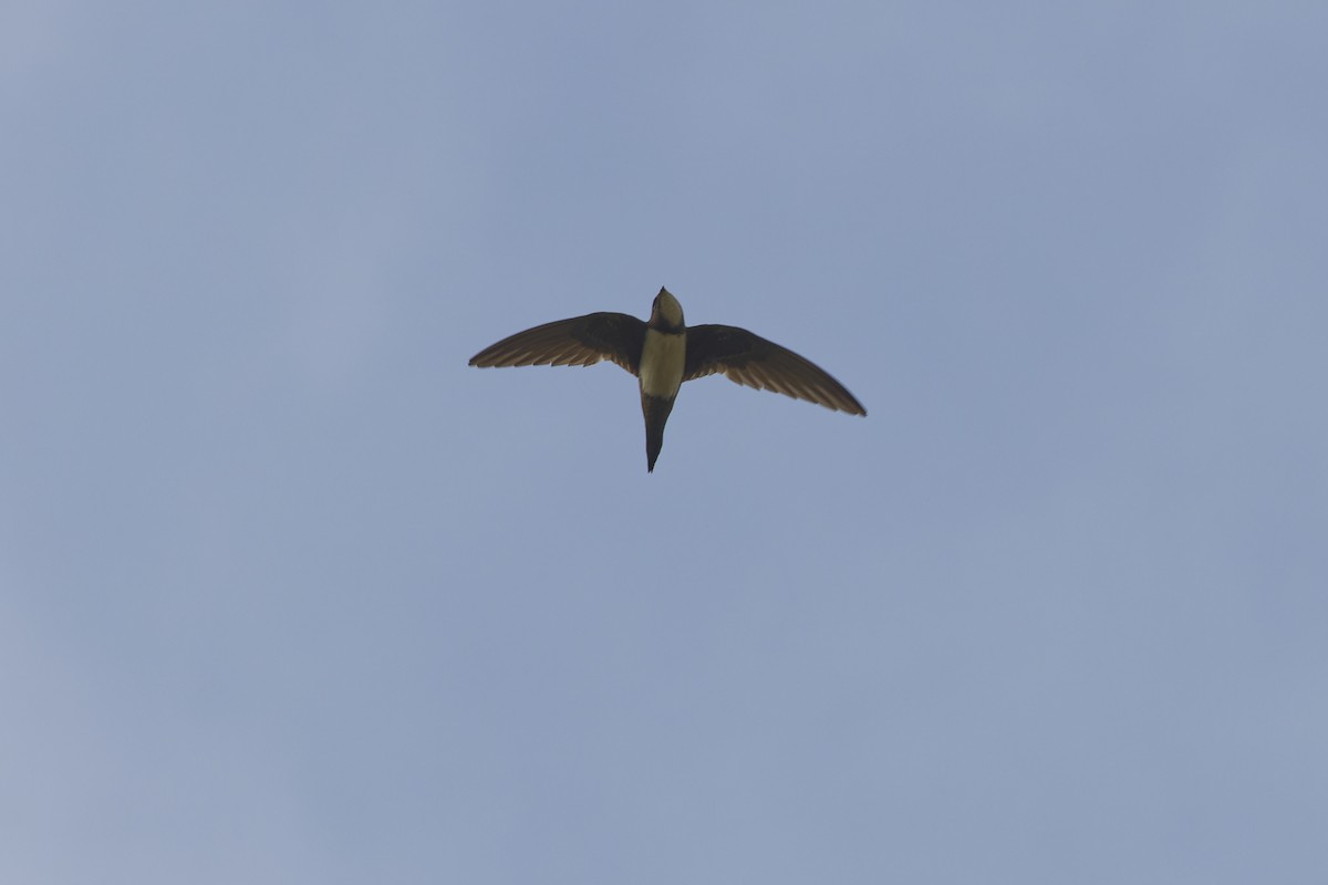 Alpine Swift - ML641902336