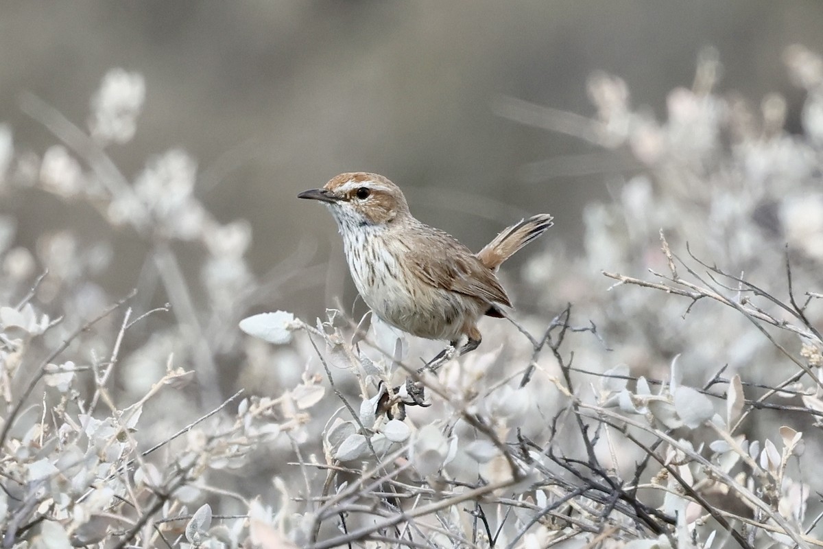 Rufous Fieldwren - ML641902341