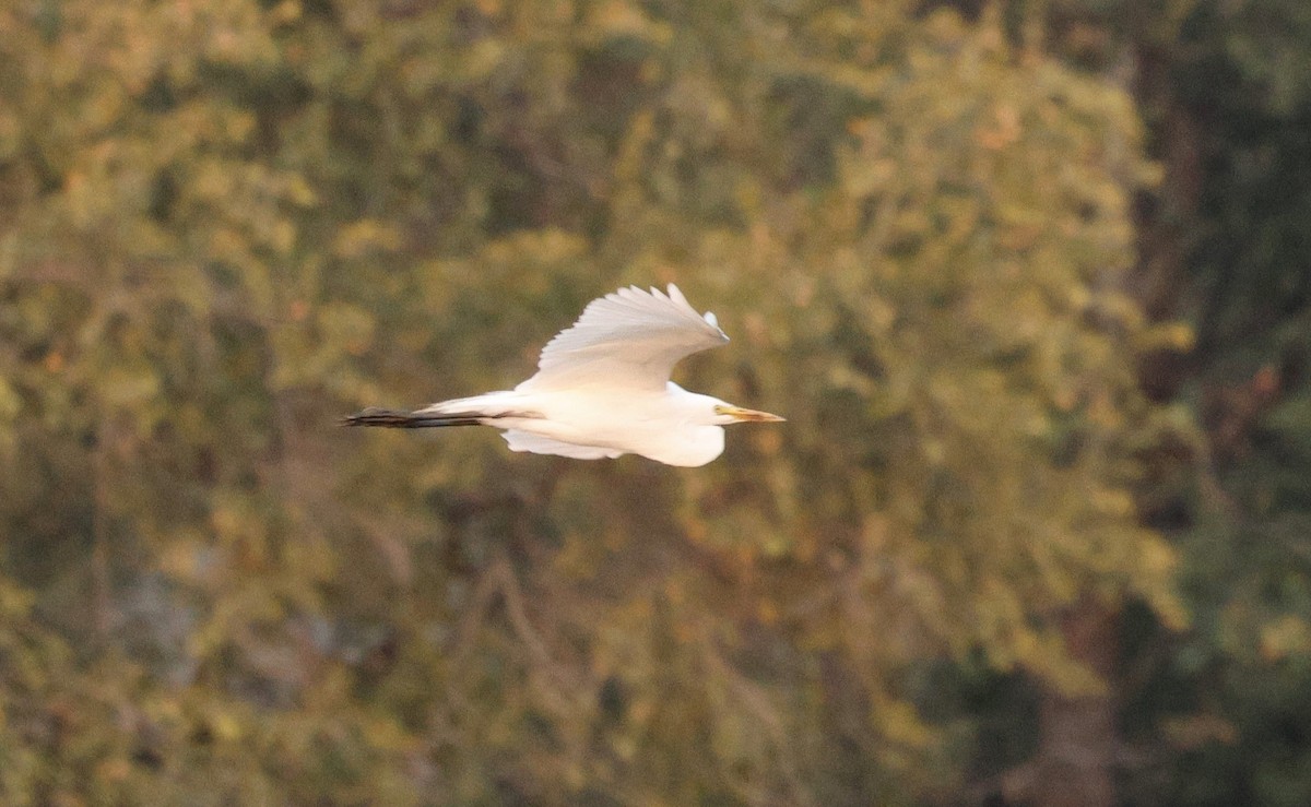 Yellow-billed Egret - ML641902351