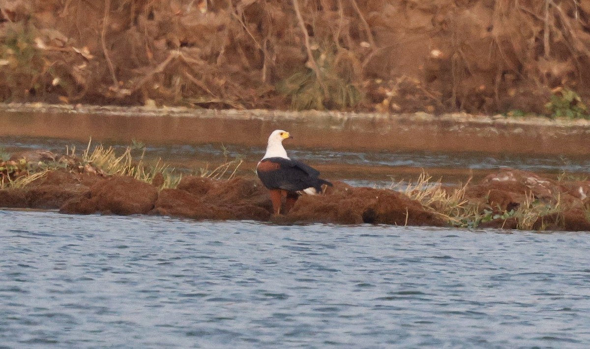 African Fish-Eagle - ML641902378