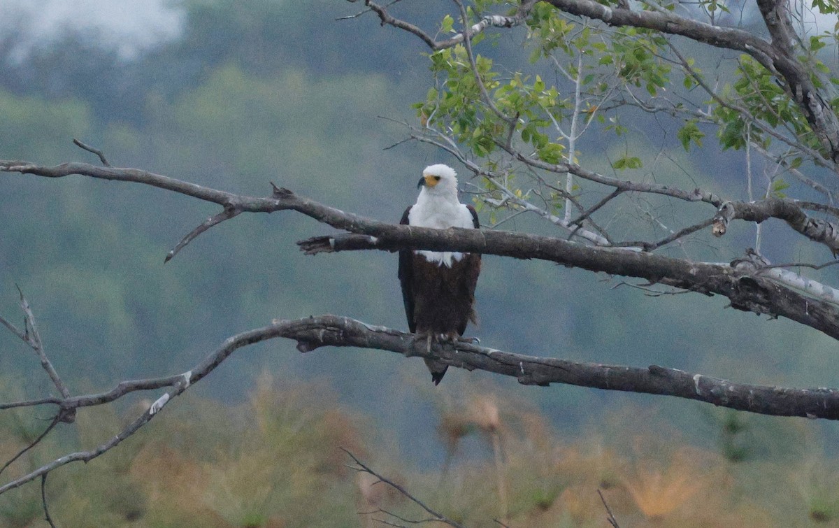African Fish-Eagle - ML641902380