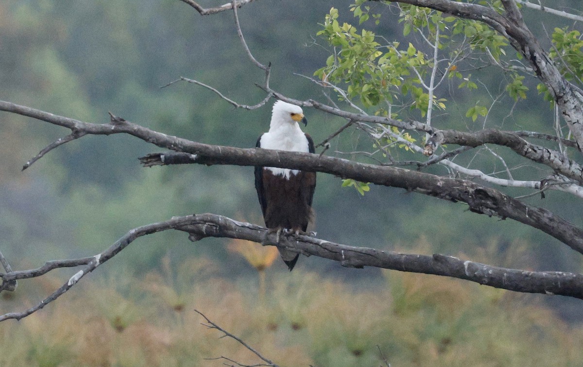 African Fish-Eagle - ML641902381