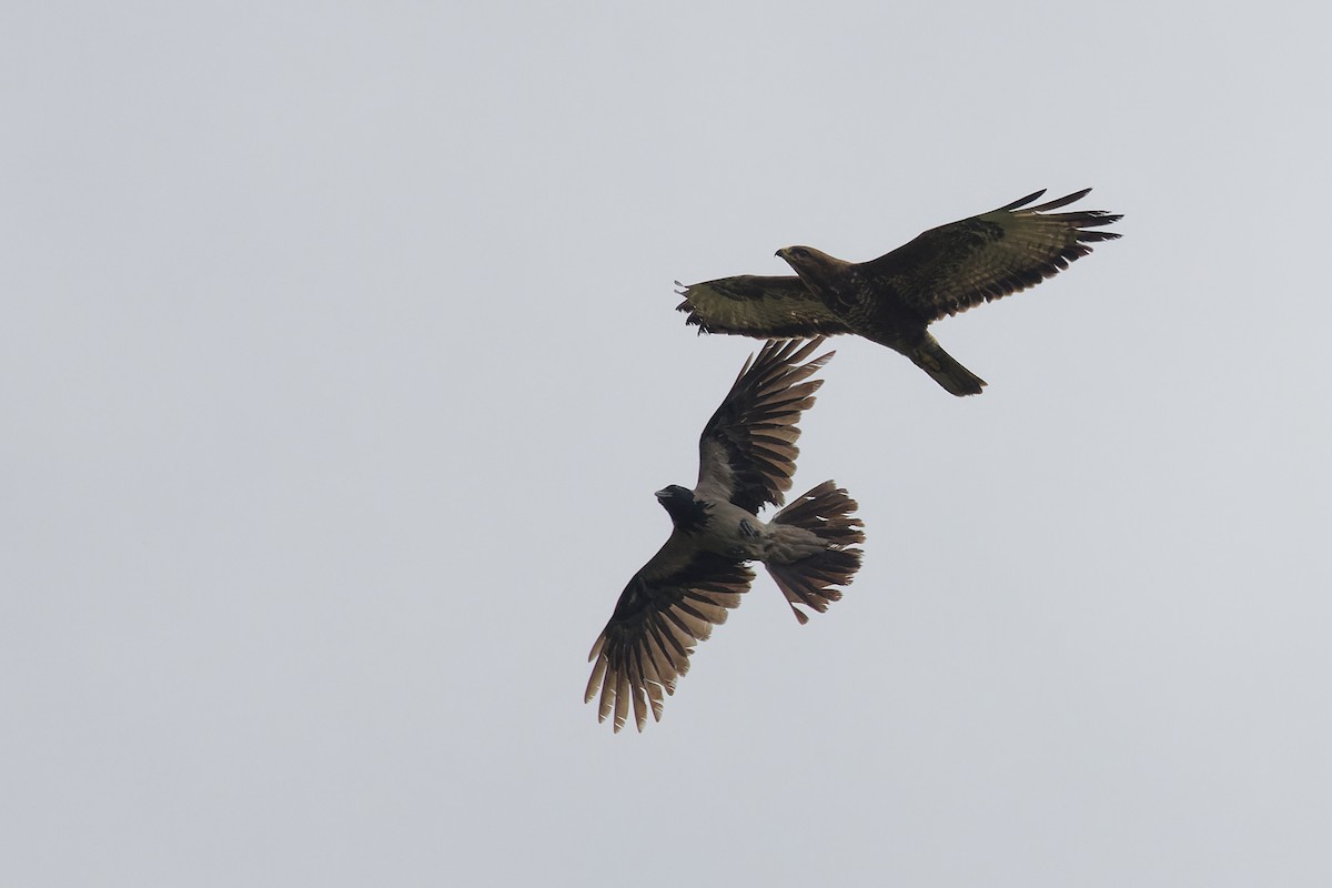 Hooded Crow - ML641902382