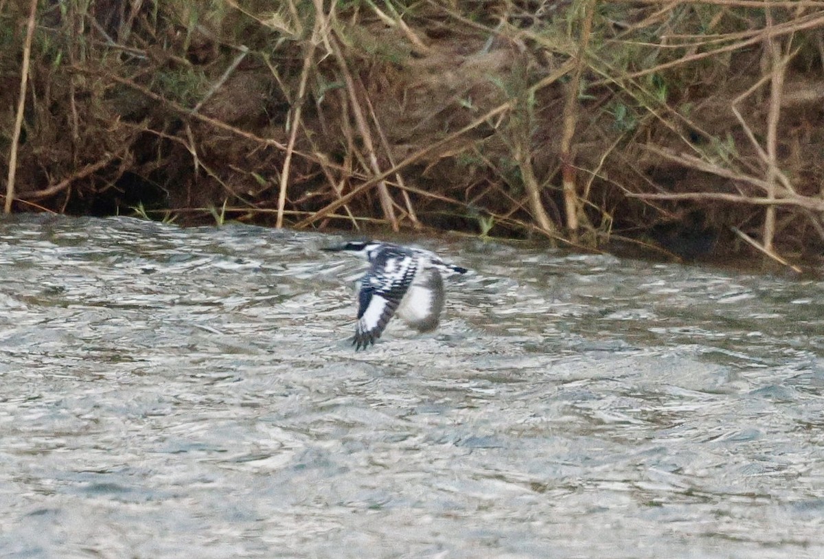 Pied Kingfisher - ML641902386
