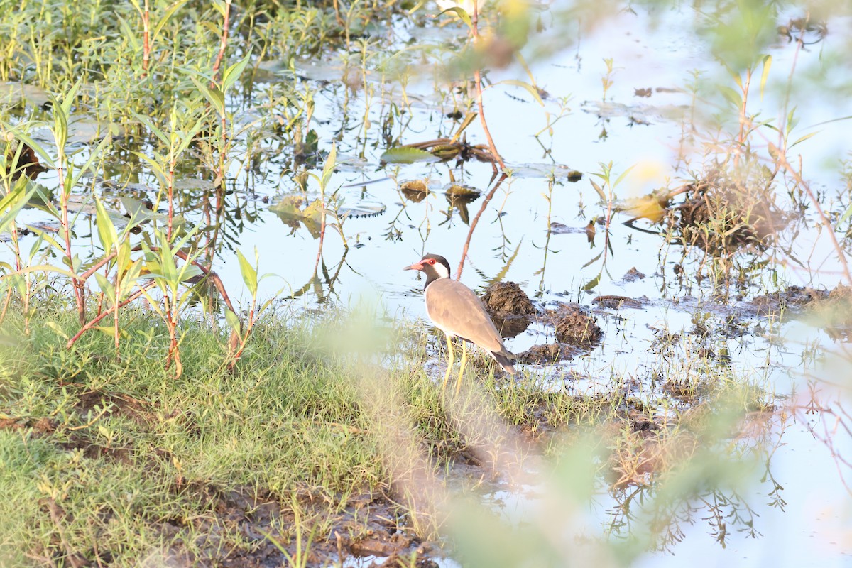 Red-wattled Lapwing - ML641902387