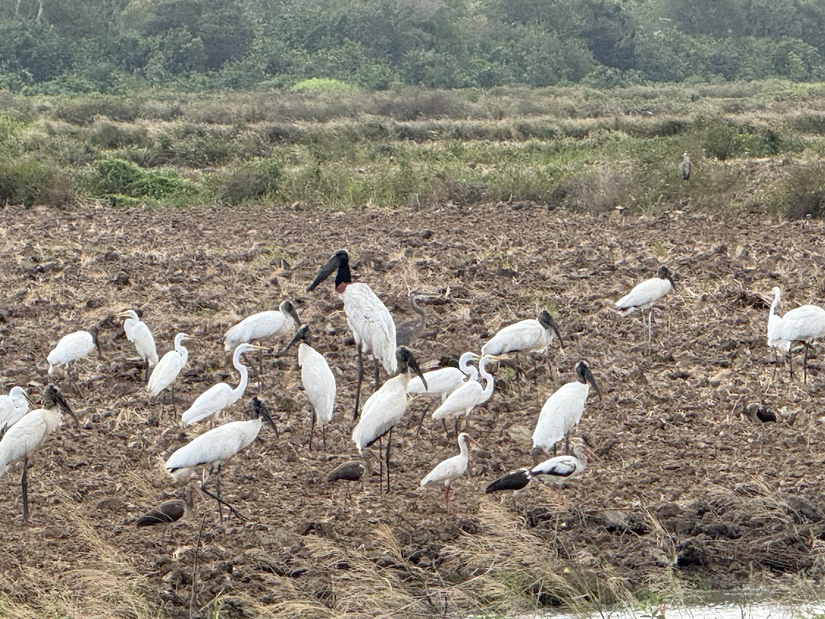 Jabiru - ML641902388