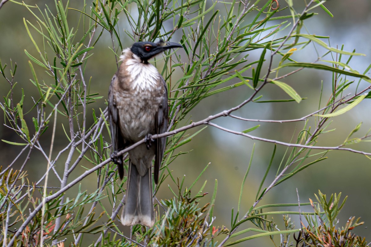 Noisy Friarbird - ML641902389