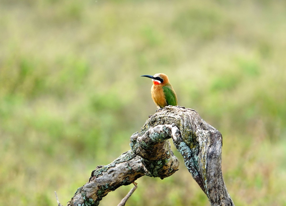 White-fronted Bee-eater - ML641902406