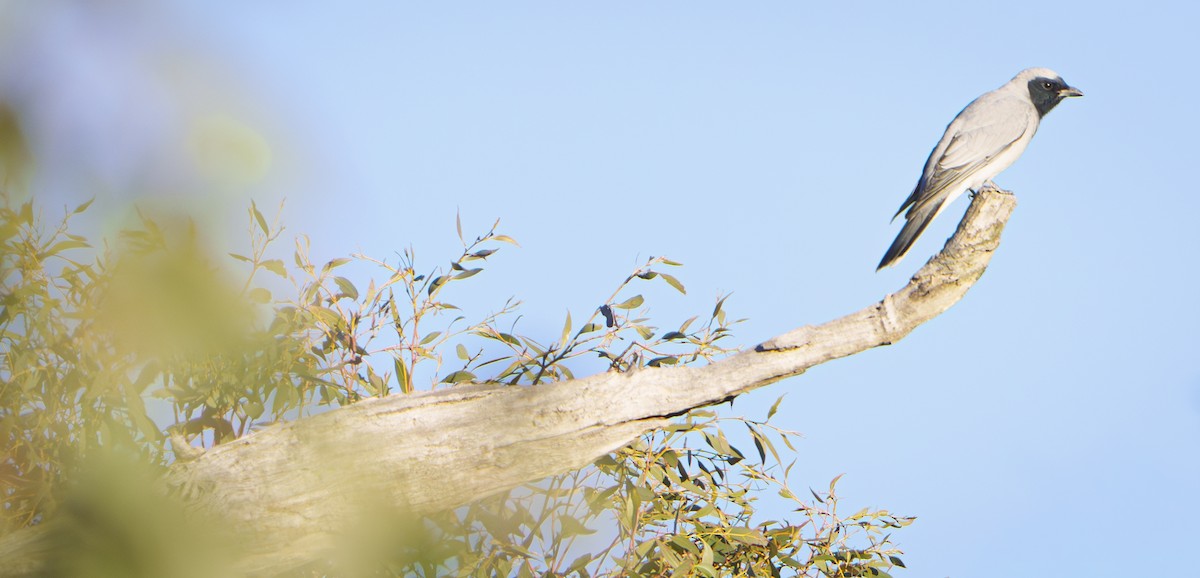 Black-faced Cuckooshrike - ML641902412