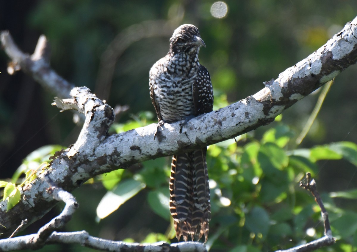 Asian Koel - ML641902421