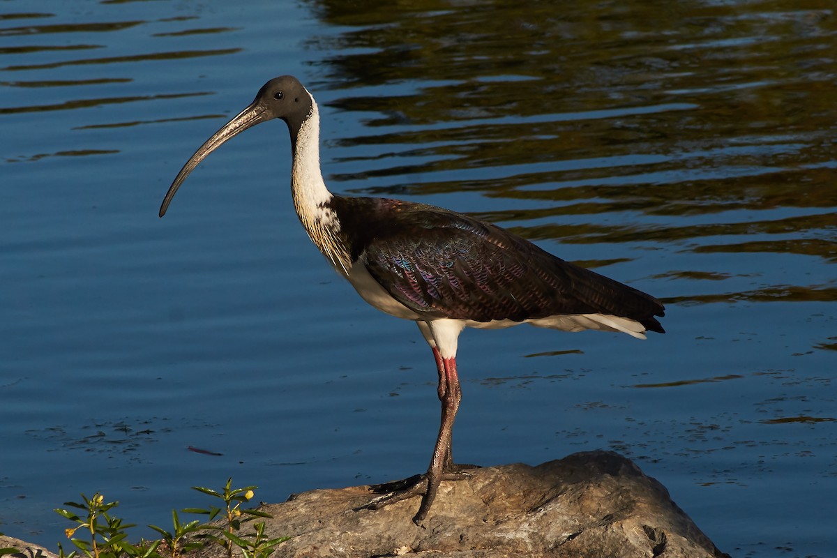 Straw-necked Ibis - ML641902434