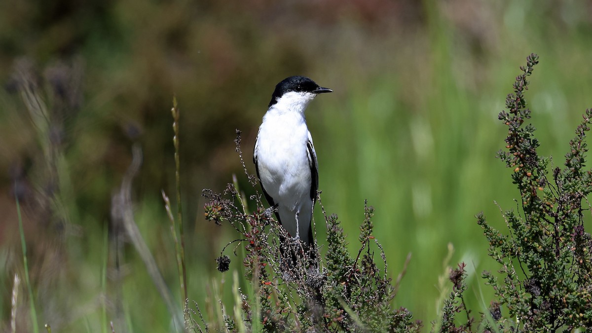 White-winged Triller - ML641902435