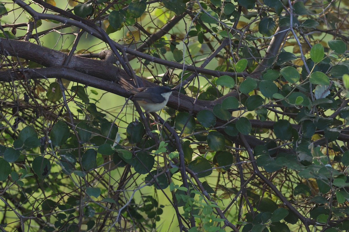 Gray-breasted Prinia - ML641902436