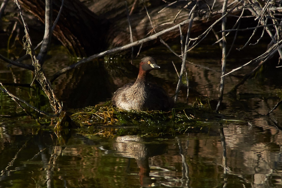 Australasian Grebe - ML641902439