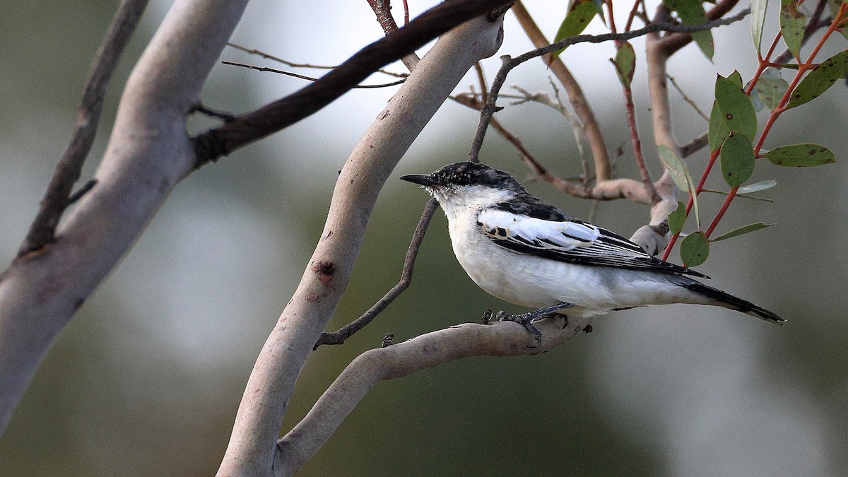 White-winged Triller - ML641902440