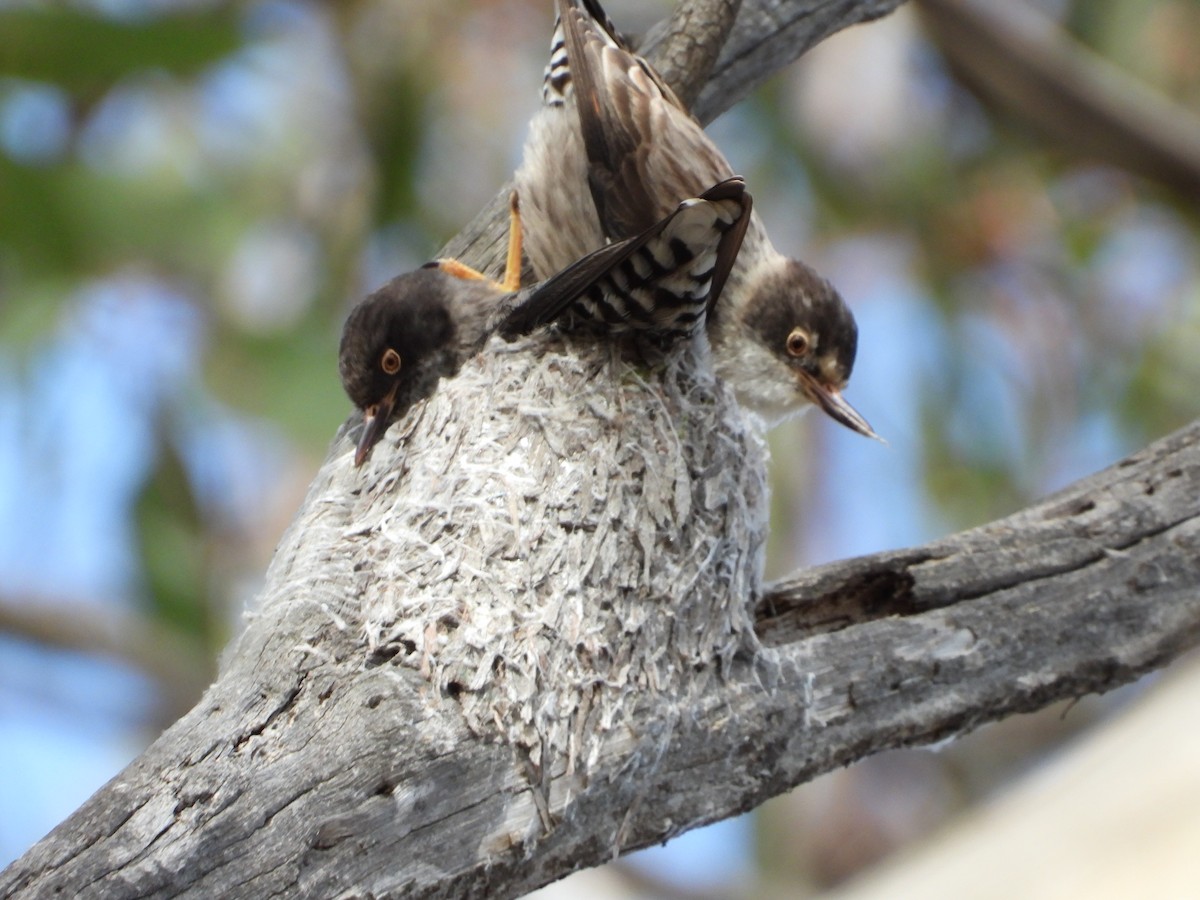 Varied Sittella - ML641902442