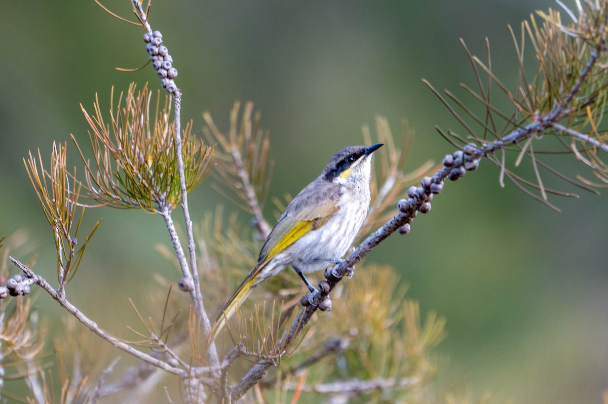 Singing Honeyeater - ML641902443