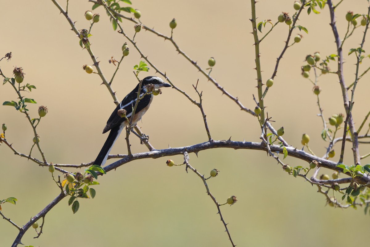 Averla mascherata - ML641902446