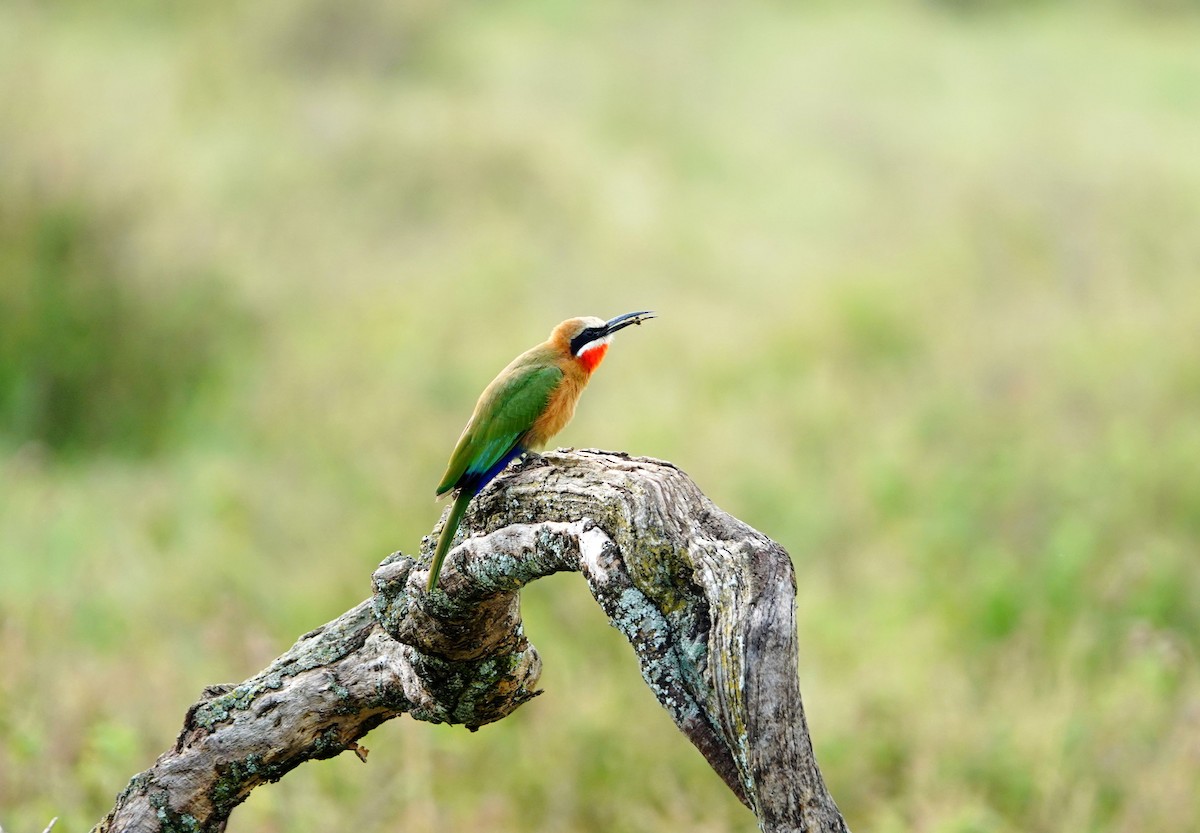 White-fronted Bee-eater - ML641902447