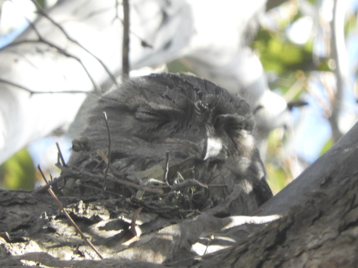 Tawny Frogmouth - ML641902450