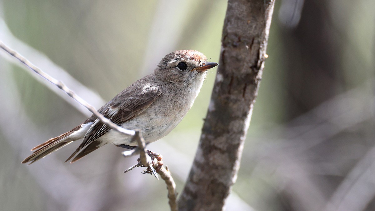 Red-capped Robin - ML641902455