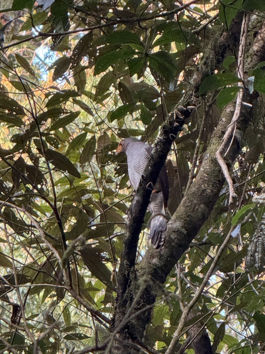 Barred Forest-Falcon - ML641902459