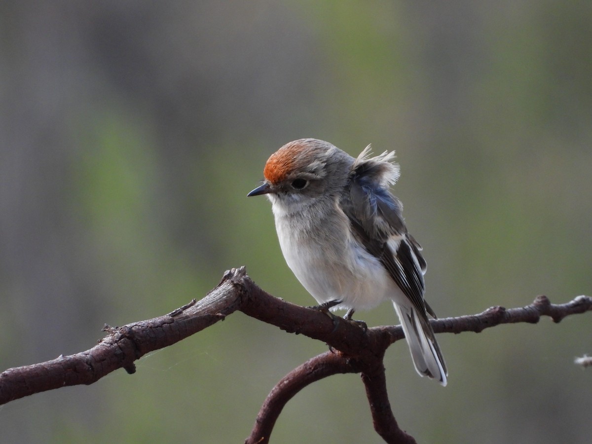Red-capped Robin - ML641902462
