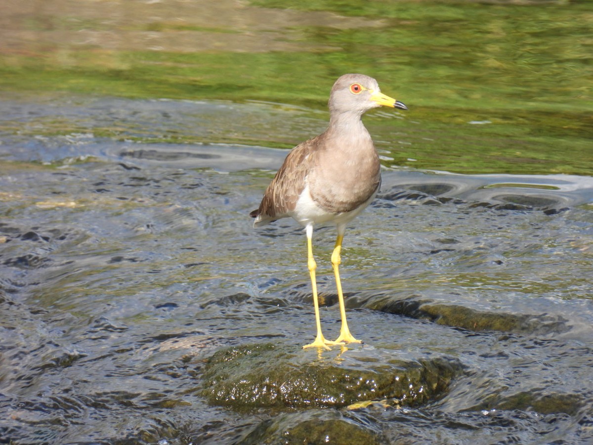 Gray-headed Lapwing - ML641902464