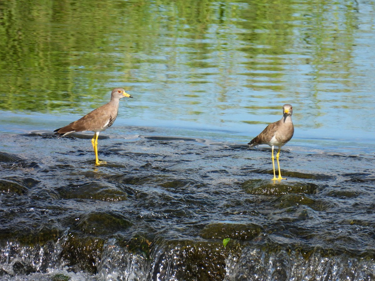 Gray-headed Lapwing - ML641902466