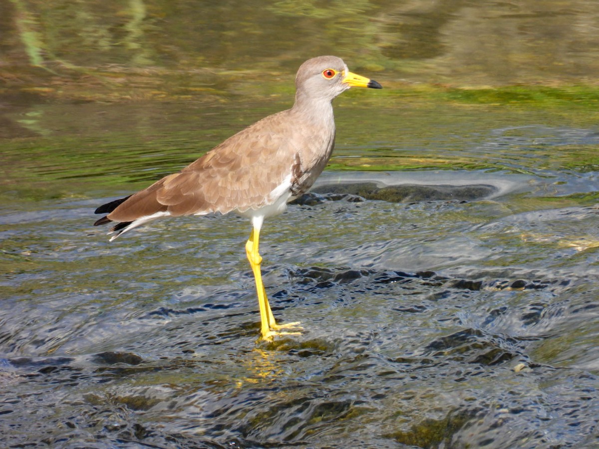 Gray-headed Lapwing - ML641902467