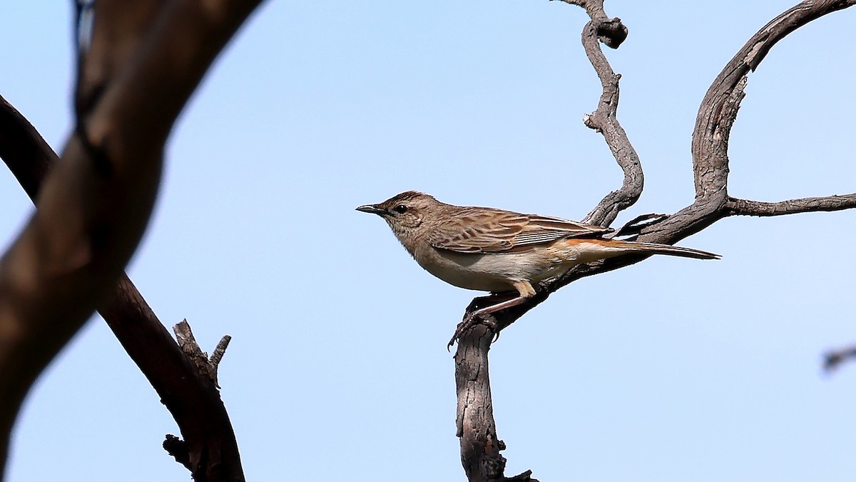 Rufous Songlark - ML641902468