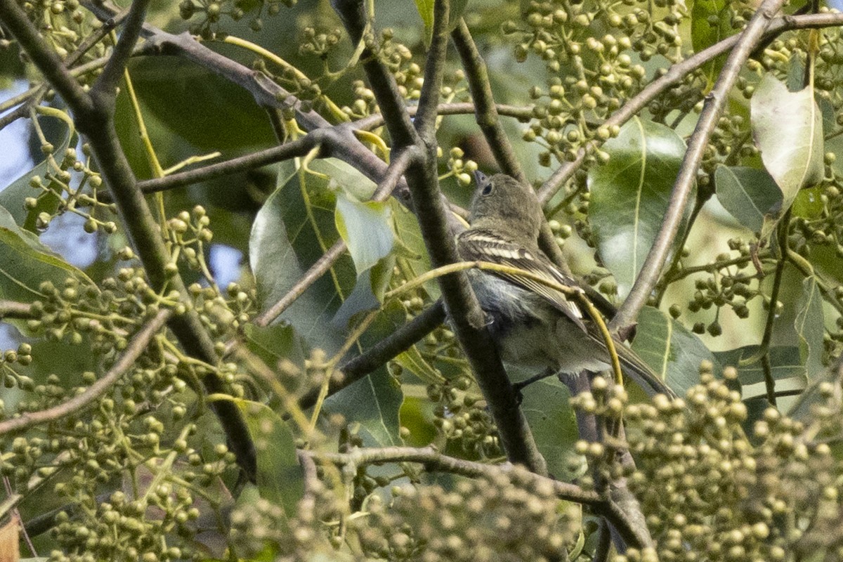 Mountain Elaenia - ML641902469