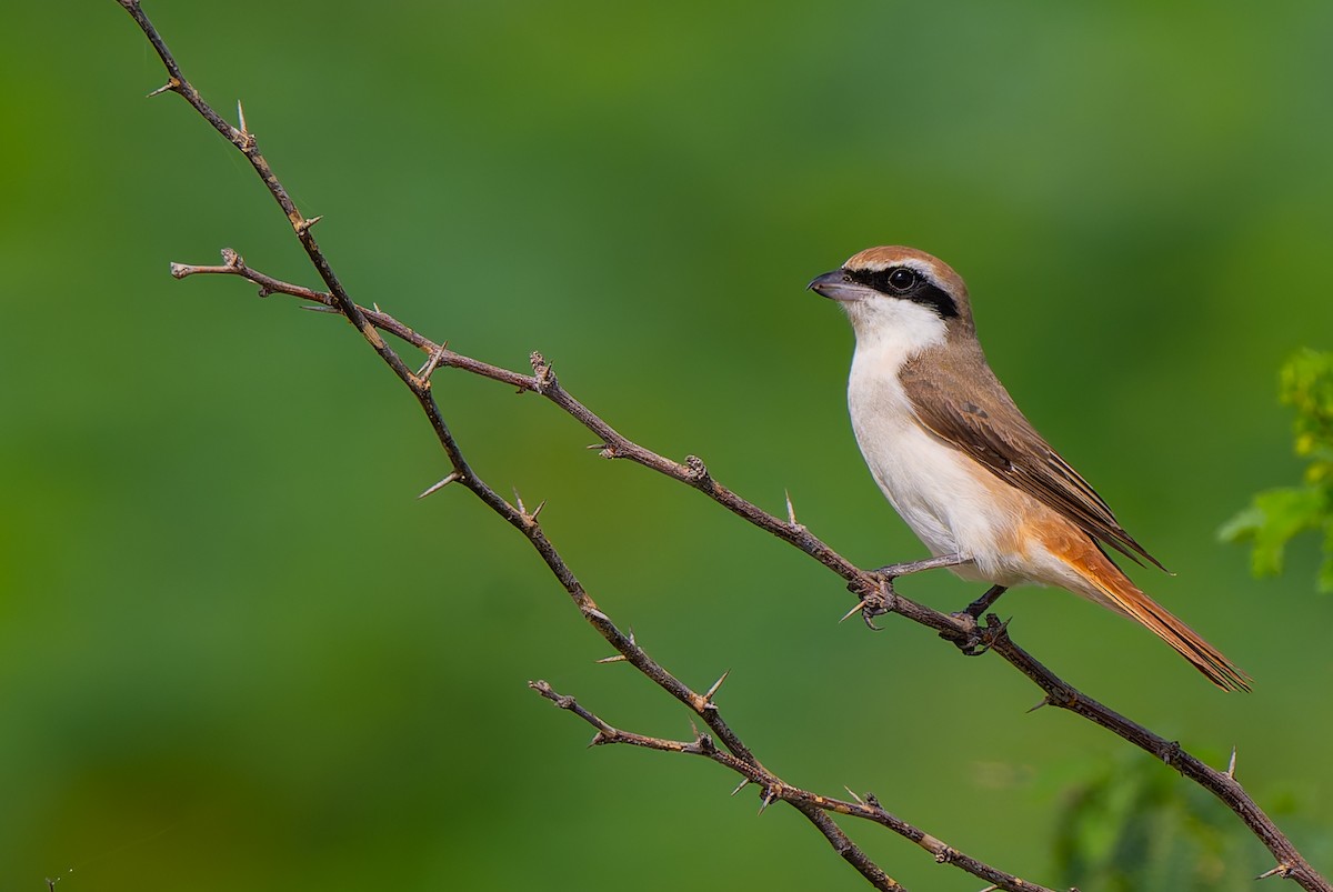 Red-tailed Shrike - ML641902479
