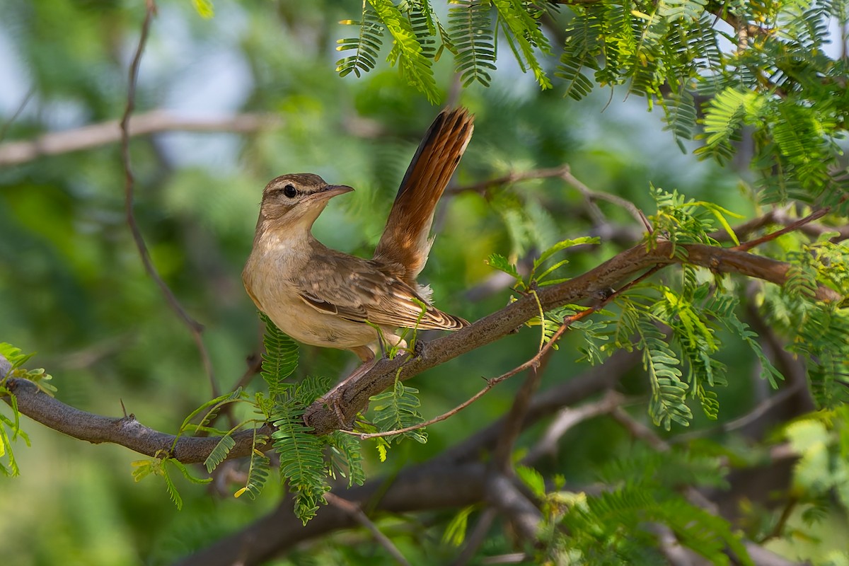 Rufous-tailed Scrub-Robin - ML641902481