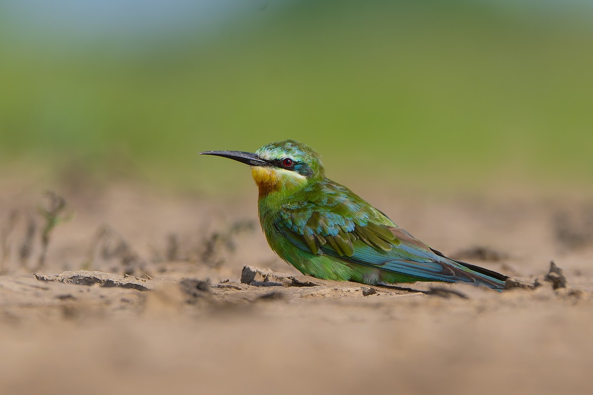 Blue-cheeked Bee-eater - ML641902483