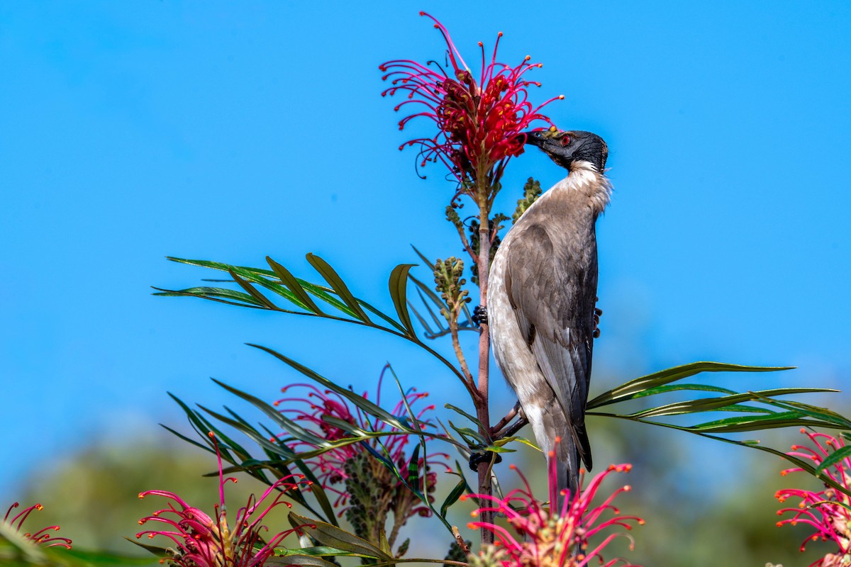 Noisy Friarbird - ML641902492