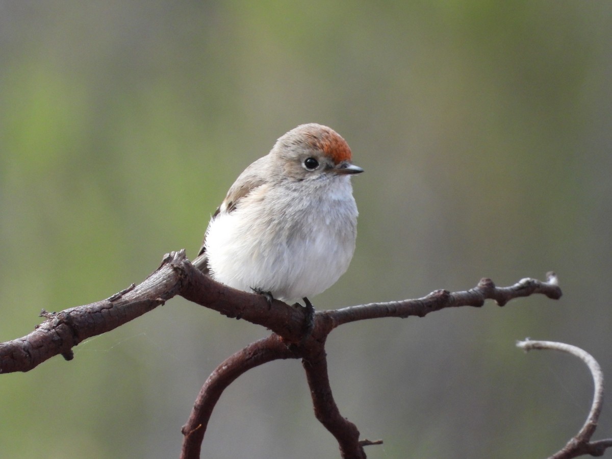 Red-capped Robin - ML641902498
