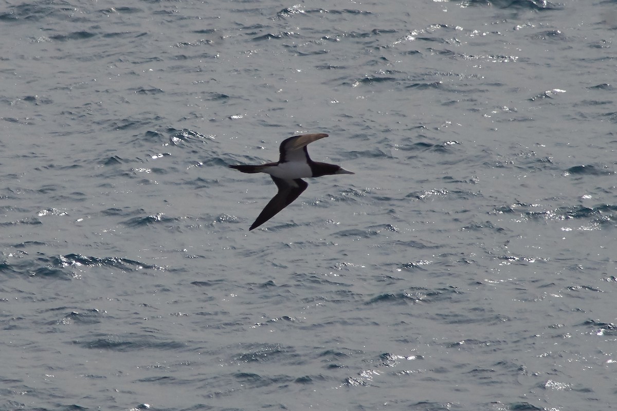 Brown Booby - ML641902503