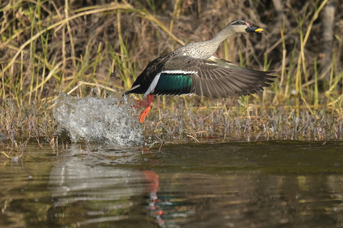 Indian Spot-billed Duck - ML641902505