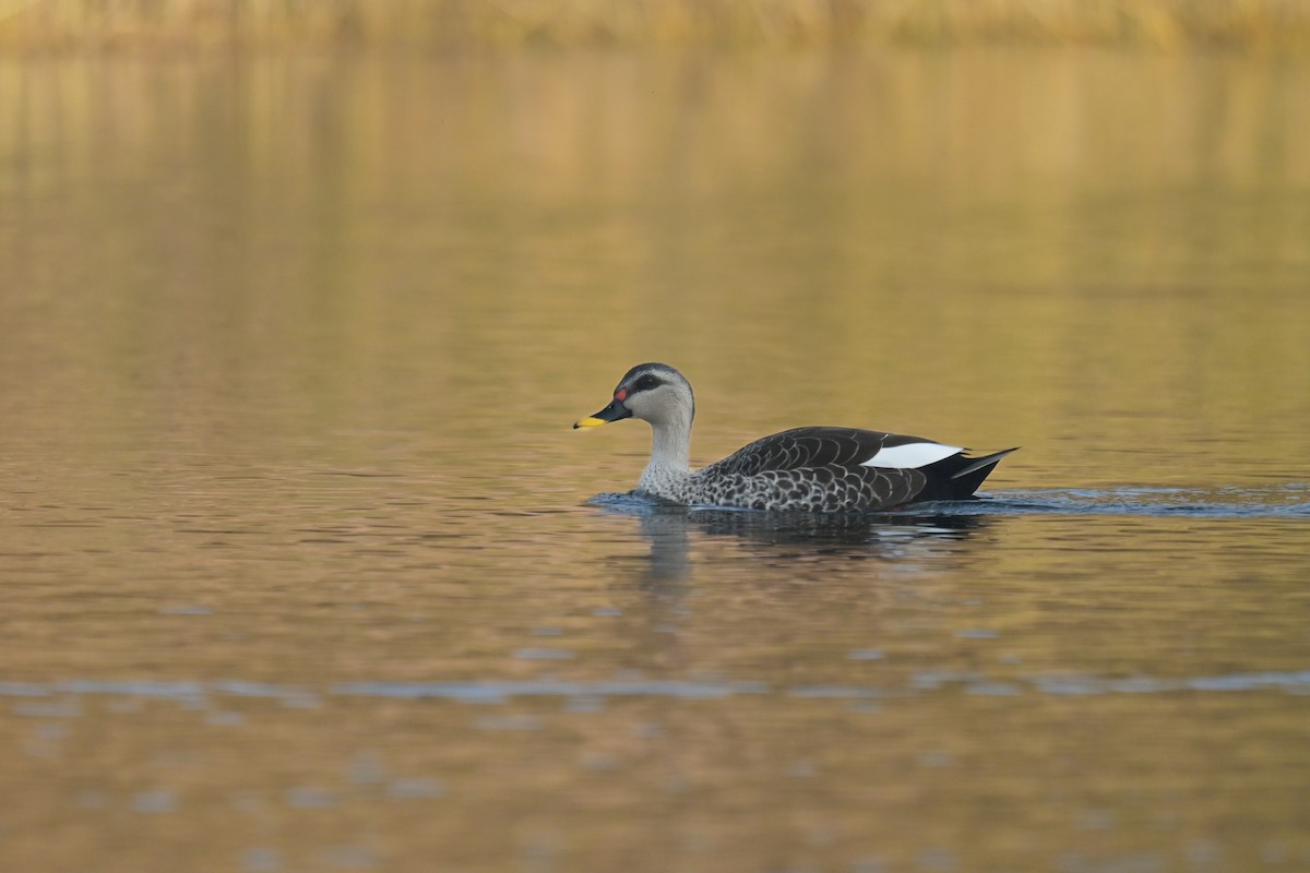 Indian Spot-billed Duck - ML641902506