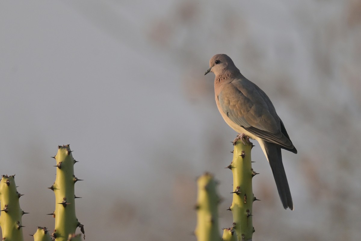Laughing Dove - ML641902507